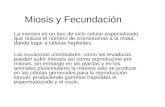 Miosis y Fecundación