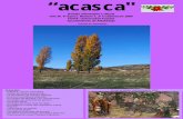ACASCA 2009. 3.pdf