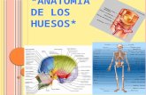 Anatomia de Los Huesos III