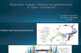 Nervio Vago (Neumogastrico)
