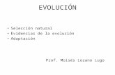 Evolución, Evidencias,Adaptación
