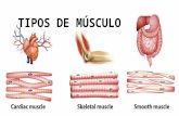 tipos de musculo