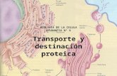 Transporte y destinación Proteica