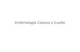 Embriologc3ada Cabeza y Cuello