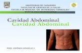 Cavidad Abdominal - Clase de Anatomía