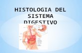 Histología Del Sistema Digestivo