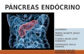 Páncreas endócrino