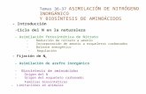 Temas 36-37 ASIMILACIÓN DE NITRÓGENO INORGÁNICO Y BIOSÍNTESIS DE AMINOÁCIDOS - Introducción -Ciclo del N en la naturaleza - Asimilación fotosintética de.