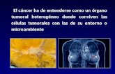 El cáncer ha de entenderse como un órgano tumoral heterogéneo donde conviven las células tumorales con las de su entorno o microambiente.