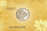 GESTACION. Proceso de crecimiento y desarrollo fetal intrauterino; abarca desde el momento de la concepción (unión del óvulo y el espermatozoide)hasta.