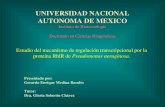 UNIVERSIDAD NACIONAL AUTONOMA DE MEXICO Estudio del mecanismo de regulación transcripcional por la proteína RhlR de Pseudomonas aeruginosa. Presentado.