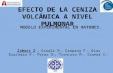 EFECTO DE LA CENIZA VOLCÁNICA A NIVEL PULMONAR Zabert I + ; Canale H + ; Campana F + ; Diaz Espinoza V + ; Perez S + ; Troncoso D + ; Cremer C. + MODELO.