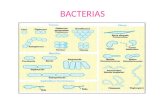BACTERIAS. Las bacterias son microorganismos unicelulares que presentan un tamaño de algunos micrómetros de largo Las bacterias son procariotas, no tienen.