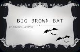 BIG BROWN BAT BY DOMINIC LUEVANOS. FEATURES  Tien e los dientes filosos, tiene los ojos gandes y ademas es muy gande. Ellos pueden volar asta 40 millas.
