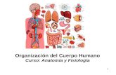 Organización del Cuerpo Humano Curso: Anatomía y Fisiología 1.