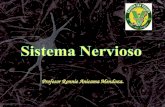 Profesor Ronnie Anicama Mendoza.. Propiedades Generales del Sistema Nervioso El sistema nervioso está formado por el tejido nervioso. Su principal función.