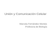 Unión y Comunicación Celular Marcela Fernández Montes Profesora de Biología.