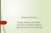 Sistema Nervioso Aliaga Pacheco Jhonattan Alcántara Gutiérrez Wendy Cabrera Quiroz Silvia Gabriela.