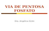 VIA DE PENTOSA FOSFATO Dra. Angélica Girón. DEFINICION:  Vía que utiliza una hexosa (glucosa) para generar azúcares de 5 carbonos (pentosas) y equivalentes.