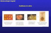 Biotecnología Vegetal Cultivos in vitro. Biotecnología Vegetal Producción de plantas transgénicas.