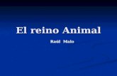 El reino Animal Raúl Malo. Reino Animal Radiados Cnidarios y Ctenóforos Acelomados Platelmintos Nemertinos Gnatostomúlidos Pseudocelomados Rotiferos Gastrotricos.