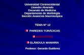 Universidad Centroccidental Lisandro Alvarado Decanato de Medicina Departamento de Morfología Sección Anatomía Macroscópica TEMA N° 12 PAREDES TORÁCICAS.