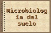 Microbiología del suelo. 4 Se considera a Winogradsky (1856- 1953) como el “padre de la microbiología del suelo” debido a la extraordinaria diversidad.