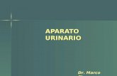 APARATO URINARIO Dr. Marco Figueroa. Riñones Uréteres Vejiga Uretra.
