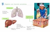 Órganos con función excretora Pulmones Eliminan dióxido de carbono Hígado Expulsa residuos procedentes de la digestión Expulsa algunos fármacos Glándulas.