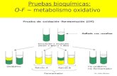 Pruebas bioquímicas: O-F ~ metabolismo oxidativo.