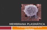 MEMBRANA PLASMÁTICA Y el transporte a través de la membrana.