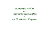 Muestreo Foliar en Cultivos tropicales y su Nutrición Vegetal.