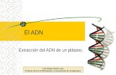 El ADN Extracción del ADN de un plátano. Luis Alberto Bravo Lara Profesor de E.G.B C/M Estudio y Comprensión de la Naturaleza.