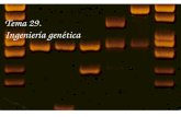 Tema 29. Ingeniería genética. Definición crear y analizar DNA recombinante Técnicas y estrategias 1. enzimas de restricción y vectores 2. construcción.