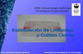 Dra. Ana Esther Aguilar Cárdenas Laboratorio de Investigación en Inmunología 1065. Inmunología Aplicada Enseñanza Experimental Estimulación de Linfocitos.