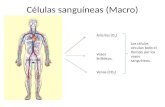 Células sanguíneas (Macro) Arterias (O 2 ) Venas (CO 2 ) Las células circulan todo el tiempo por los vasos sanguíneos. Vasos linfáticos.