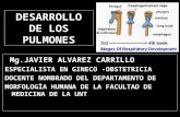 DESARROLLO DE LOS PULMONES Mg.JAVIER ALVAREZ CARRILLO Mg.JAVIER ALVAREZ CARRILLO ESPECIALISTA EN GINECO -OBSTETRICIA DOCENTE NOMBRADO DEL DEPARTAMENTO.