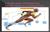 - Elasticidad muscular: es la capacidad que tiene un músculo o grupo muscular para elongarse, pero además, de retornar a a su posición inicial de reposo.