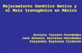 Mejoramiento Genético Nativo y el Maíz transgénico en México Antonio Turrent-Fernández José Antonio Serratos-Hernández Alejandro Espinosa Calderón.