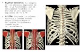 Espinal toráxico: Se origina en los procesos espinosos de T11 a L2 fundiéndose con el semiespinal toráxico y es inserta en los procesos espinosos de T1.