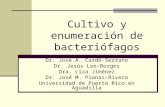 Cultivo y enumeración de bacteriófagos Dr. José A. Cardé-Serrano Dr. Jesús Lee-Borges Dra. Liza Jiménez Dr. José M. Planas-Rivera Universidad de Puerto.