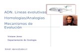 ADN. Lineas evolutivas Homologias/Analogias Mecanismos de Evolución Viviane Jerez Departamento de Zoologia Email: vijerez@udec.cl.