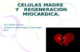 CELULAS MADRE Y REGENERACION MIOCARDICA. Dra. Elvira Dorticós Instituto de Hematología e Inmunología 2007.