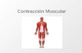 Contracción Muscular. Sistema Muscular En el organismo humano existen básicamente dos tipos de músculos; los lisos y los estriados. Ambos cumplen una.