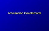 Articulación Coxofemoral. Tipo Esferoide o Enartrosis.
