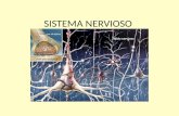 SISTEMA NERVIOSO. Origen embriológico del tejido nervioso El sistema nervioso comienza su desarrollo embriológico en la tercera semana, 19 días de gestación.