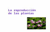 La reproducción de las plantas. Tipos de Reproducción sexual Reproducción asexual.