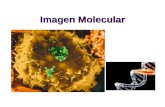Imagen Molecular. La Imagen Molecular es una nueva disciplina de diagnóstico por la imagen in vivos Sondas moleculares son enviadas contra dianas biológicas.