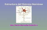 Estructura del Sistema Nervioso Dra. María Mercedes Soberón L.