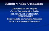 Riñón y Vías Urinarias Universidad del Mayab Curso Propedeutico 2010 DR. CARLOS QUINTANA HERNANDEZ Especialista en Cirugía General Prof. De Anatomía Humana.